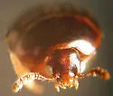 Anisotoma geminata - photo 4