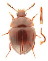 Anisotoma geminata - photo 5