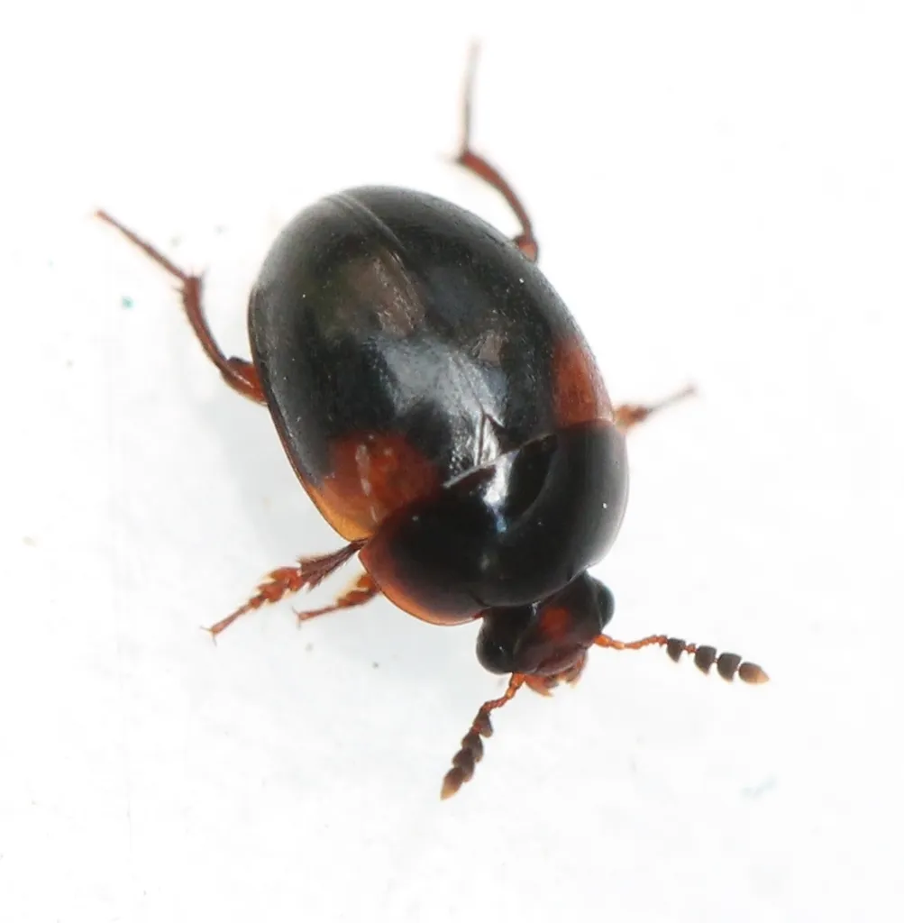 Anisotoma humeralis - photo 2
