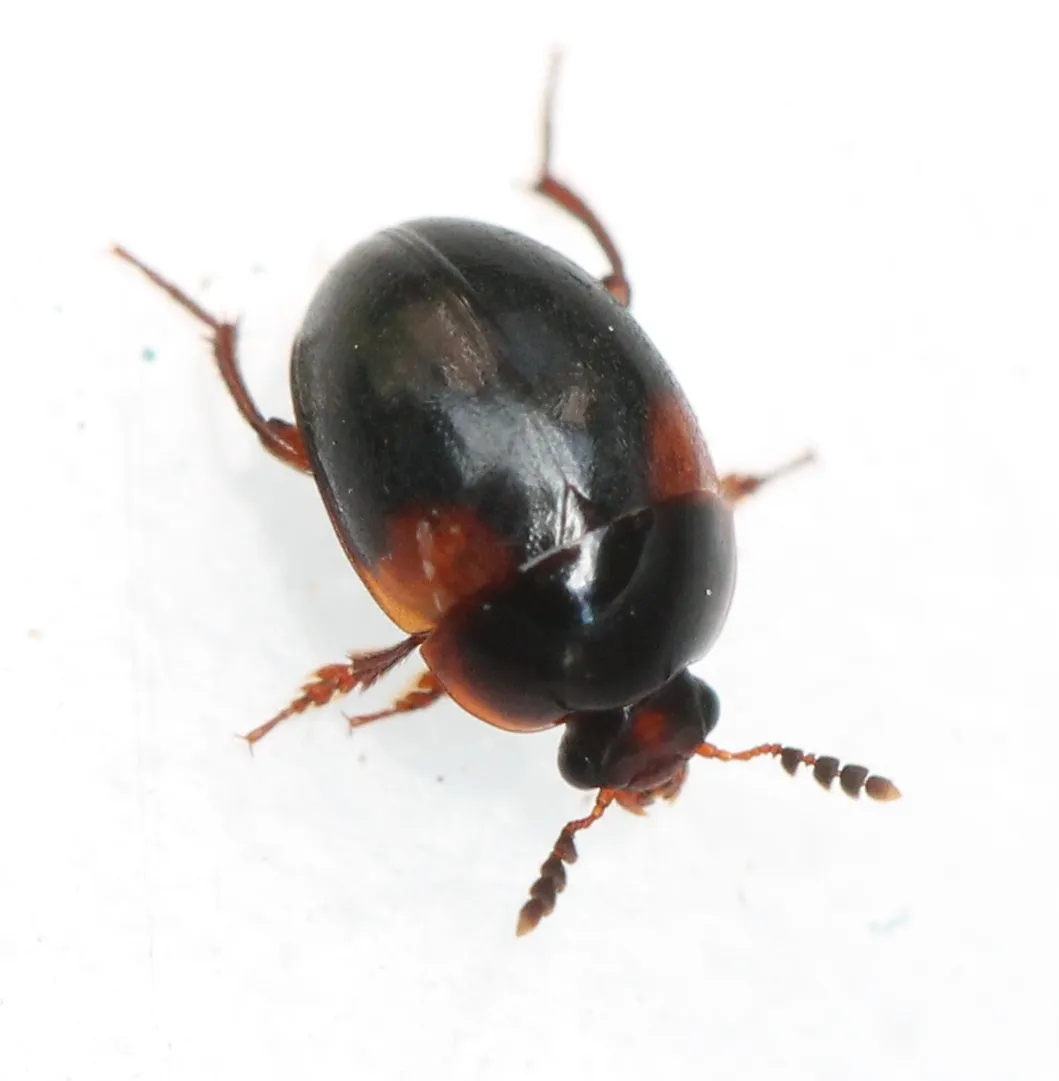 Anisotoma humeralis - photo 3