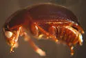Anisotoma inops - Anisotoma inops