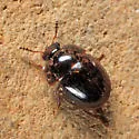 Anisotoma inops - photo 3