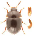 Anisotoma inops - photo 4