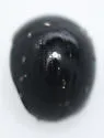 Anisotoma inops - photo 5