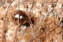 Anisotoma obsoleta - Anisotoma obsoleta