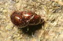 Anisotoma obsoleta - photo 2