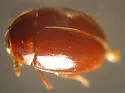 Anisotoma obsoleta - photo 3