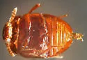 Anisotoma obsoleta - photo 4