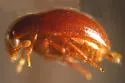Anisotoma obsoleta - photo 5