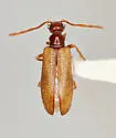 Anisotria shooki - photo 2
