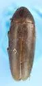 Anisoxya glaucula