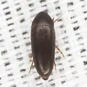 Anisoxya glaucula - photo 2