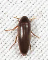 Anisoxya glaucula - photo 3