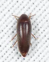 Anisoxya glaucula - photo 4