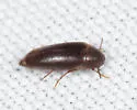 Anisoxya glaucula - photo 5