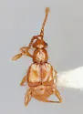 Anitra glaberula - Anitra glaberula
