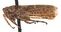 Ankosus filamentus - photo 3