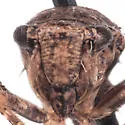 Ankosus filamentus - photo 5