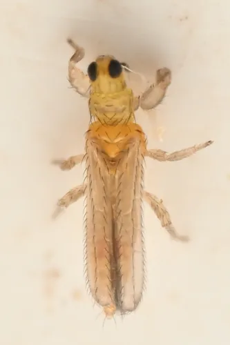Ankothrips gracilis