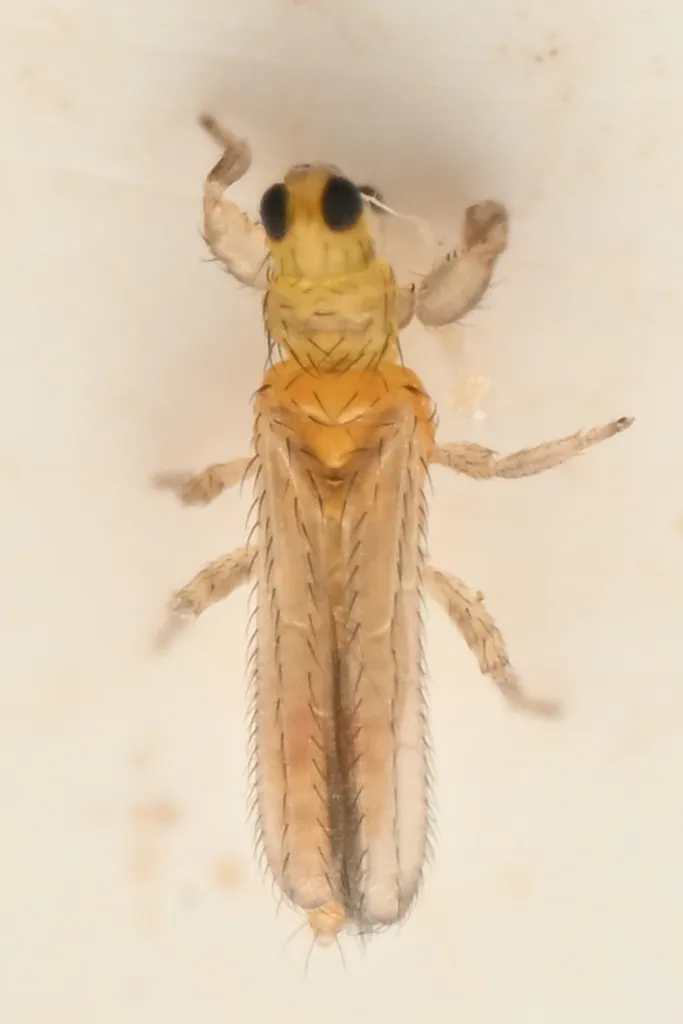 Ankothrips gracilis - photo 2