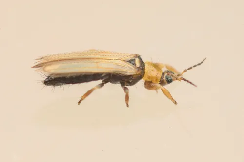 Ankothrips notabilis