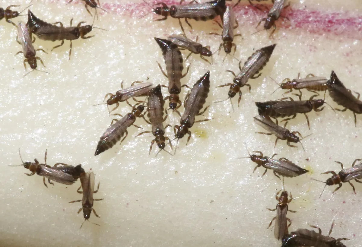 Ankothrips yuccae - photo 2