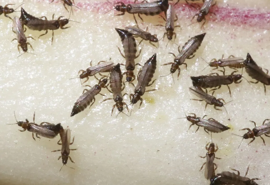 Ankothrips yuccae - photo 3