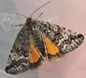 Annaphila abdita - Hodges#9855