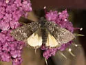 Annaphila arvalis - Hodges#9854