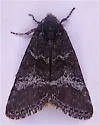 Annaphila arvalis - Hodges#9854 - photo 4