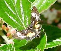 Annaphila astrologa - Hodges#9857