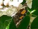 Annaphila astrologa - Hodges#9857 - photo 2
