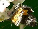 Annaphila astrologa - Hodges#9857 - photo 3