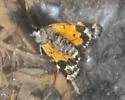 Annaphila astrologa - Hodges#9857 - photo 4