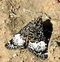 Annaphila astrologa - Hodges#9857 - photo 5