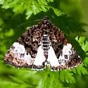 Annaphila casta - Hodges#9865