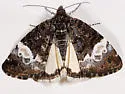 Annaphila casta - Hodges#9865 - photo 2