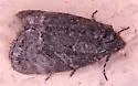 Annaphila danistica - Hodges#9850