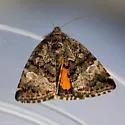 Annaphila decia - Hodges#9868