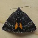 Annaphila decia - Hodges#9868 - photo 4