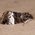 Annaphila diva - Hodges#9869