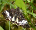 Annaphila diva - Hodges#9869 - photo 3