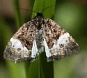 Annaphila diva - Hodges#9869 - photo 4