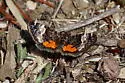 Annaphila divinula - Hodges#9862