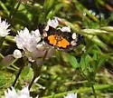 Annaphila lithosina - Hodges#9863