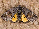 Annaphila macfarlandi - Hodges#9867