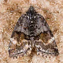 Annaphila macfarlandi - Hodges#9867 - photo 2
