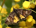 Annaphila macfarlandi - Hodges#9867 - photo 4
