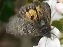 Annaphila pustulata - Hodges#9853