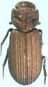 Annegialia ataeniformis - Annegialia ataeniformis